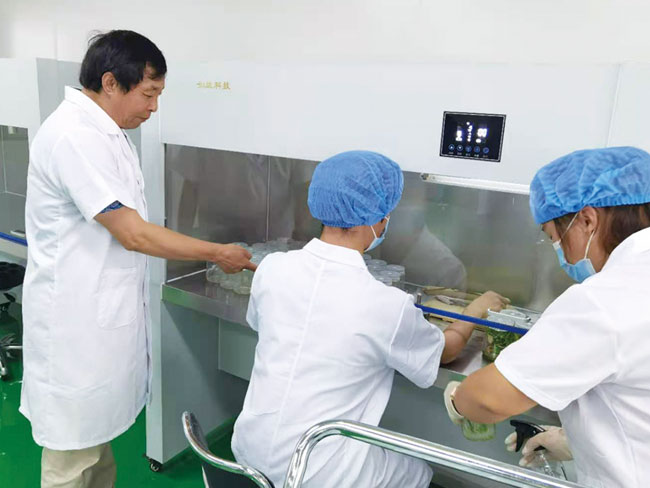 中國農業大學生物學院齊俊生教授指導試管苗脫毒技術